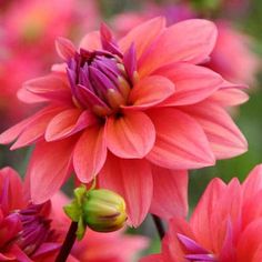 pink and red flowers are blooming in the garden