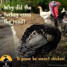 there are many turkeys on the road and one is saying why did the turkey cross the road?