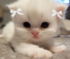 a small white kitten with bows on its head