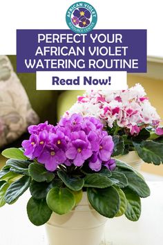 purple and white flowers in a pot with text reading perfect your african violet watering routine read now