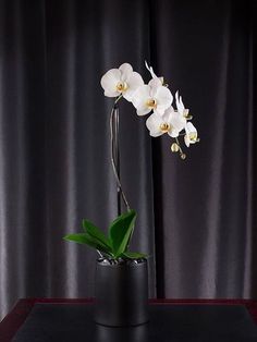 a white orchid in a black vase on a table