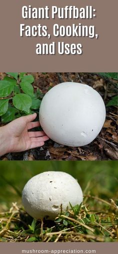 an egg sitting on the ground next to a white mushroom with text overlay that reads giant puffball, fact, cooking, and uses