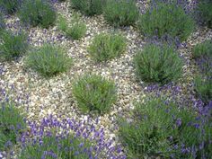 purple flowers are growing out of the rocks