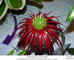 a red and green flower sitting on top of a table