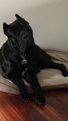 a large black dog laying on top of a cushion in a room with hard wood floors