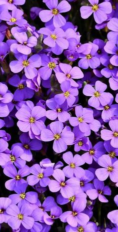 many purple flowers are growing together in the field