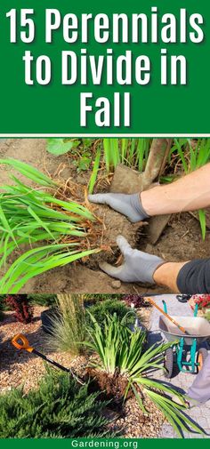 a person digging in the ground with gardening gloves on and text overlay that reads 15 perennials to divide in fall