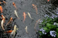 many fish are swimming around in the water