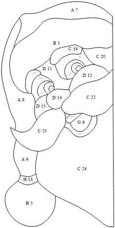 an image of the human stomach with labels on it and numbers in each section below