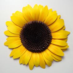 a large yellow sunflower on a white background with brown center and dark center petals