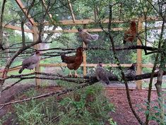 several chickens are perched on the branches of a tree in an enclosed area that has been fenced off