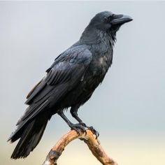 a black bird sitting on top of a tree branch