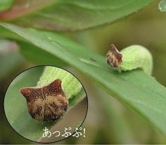 two small bugs sitting on top of a green leafy plant next to each other