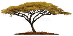 a tree with yellow leaves and grass on the ground, isolated against a white background royalty illustration