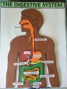 a diagram of the human body and its major organ systems, including the digest system