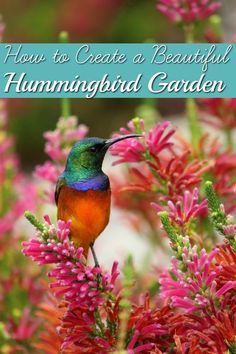 a colorful hummingbird sitting on top of pink flowers with the words how to create a beautiful hummingbird garden