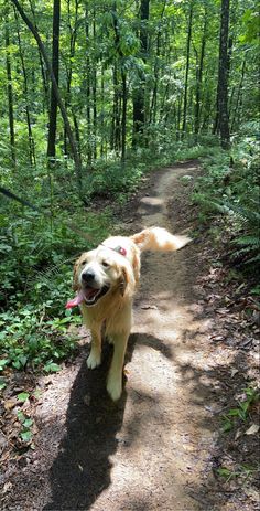 a dog walking down a dirt path in the woods with its tongue hanging out and it's mouth open