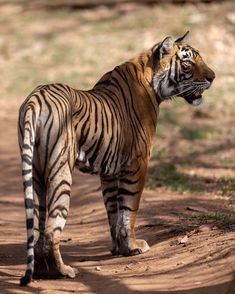 a large tiger standing on top of a dirt road