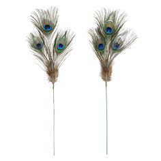 two peacock feathers sitting on top of each other in front of a white background,