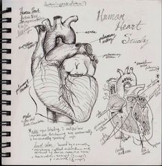 a drawing of the human heart and its major structures is shown in this sketchbook