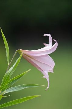 a pink flower with green leaves in the foreground and a blurry background behind it