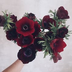 a hand holding a bouquet of red and black flowers