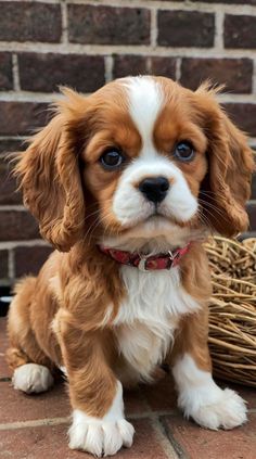 a small brown and white dog sitting on top of a brick floor next to a basket