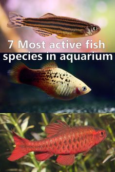 two different types of fish with the words 7 most active fish species in aquarium