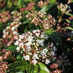 some white and pink flowers are in the grass