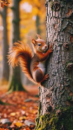 a red squirrel climbing up the side of a tree in a forest with leaves on the ground