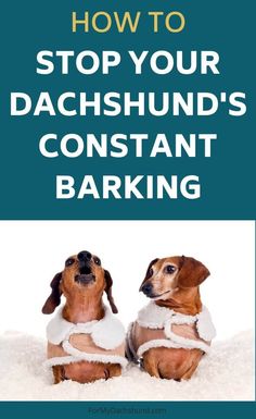 two dachshunds sitting next to each other with the words how to stop your dachshund's constant barking