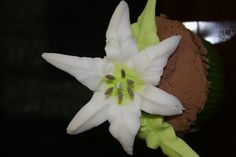 a cupcake decorated with white flowers and green leaves on a wooden table in front of a black background