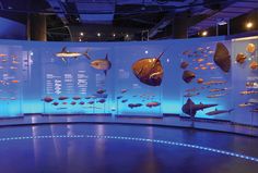 an aquarium filled with lots of different types of fish and marine creatures on display in glass cases