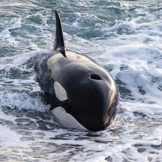 an orca in the water with it's head sticking out of the water