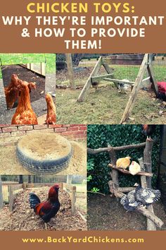 chicken toys and how to provide them in backyards or gardens with text overlay that reads, chickens why they re important & how to provide them