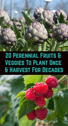 two pictures with the words 20 perennial fruits and veggies to plant once & harvest for decades