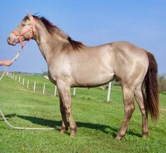 a woman is holding the reins of a horse