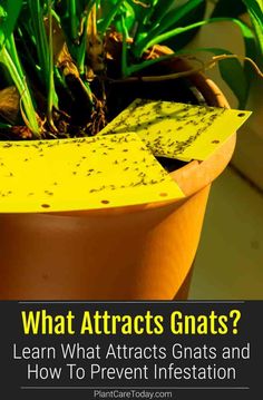 what attracts gnats? learn what attracts gnats and how to prevent infestation