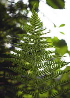 a green leaf is seen through the leaves