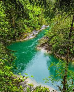 a river running through a lush green forest