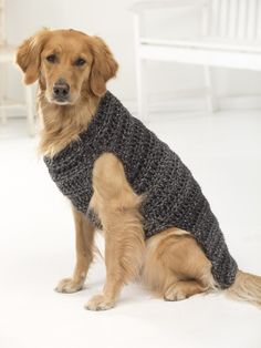 a brown dog wearing a sweater sitting on the floor in front of a white chair