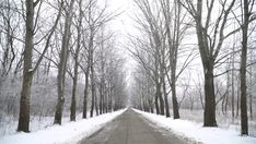 Winter trees Winter Trees, Trees