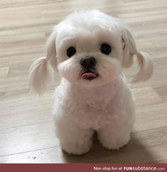 a small white dog sitting on top of a wooden floor