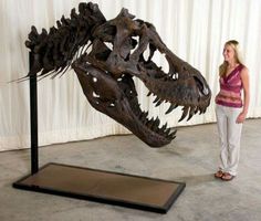 a woman standing next to a dinosaur skeleton