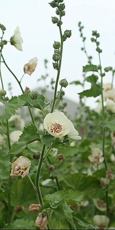 some white flowers and green leaves on a cloudy day