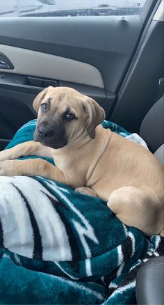 a brown dog laying on top of a blanket in the back seat of a car