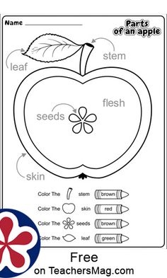 an apple worksheet with words and pictures