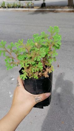 a person holding a potted plant in their hand on the side of the road