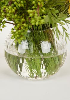 a vase filled with green plants and ice cubes