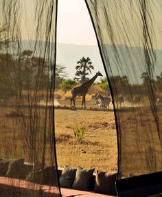 two giraffes and zebras are seen through sheer curtains in an open field